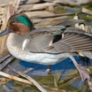 Green-winged Teal